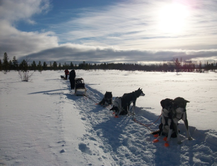 'The Fids' team of five dogs at rest