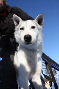 Hiker and husky on a cloud-wrapped Hetta trail