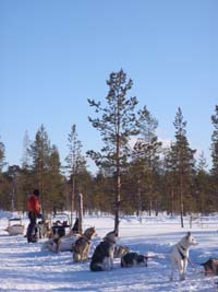 Mushing across the frozen winter landscape near Hetta