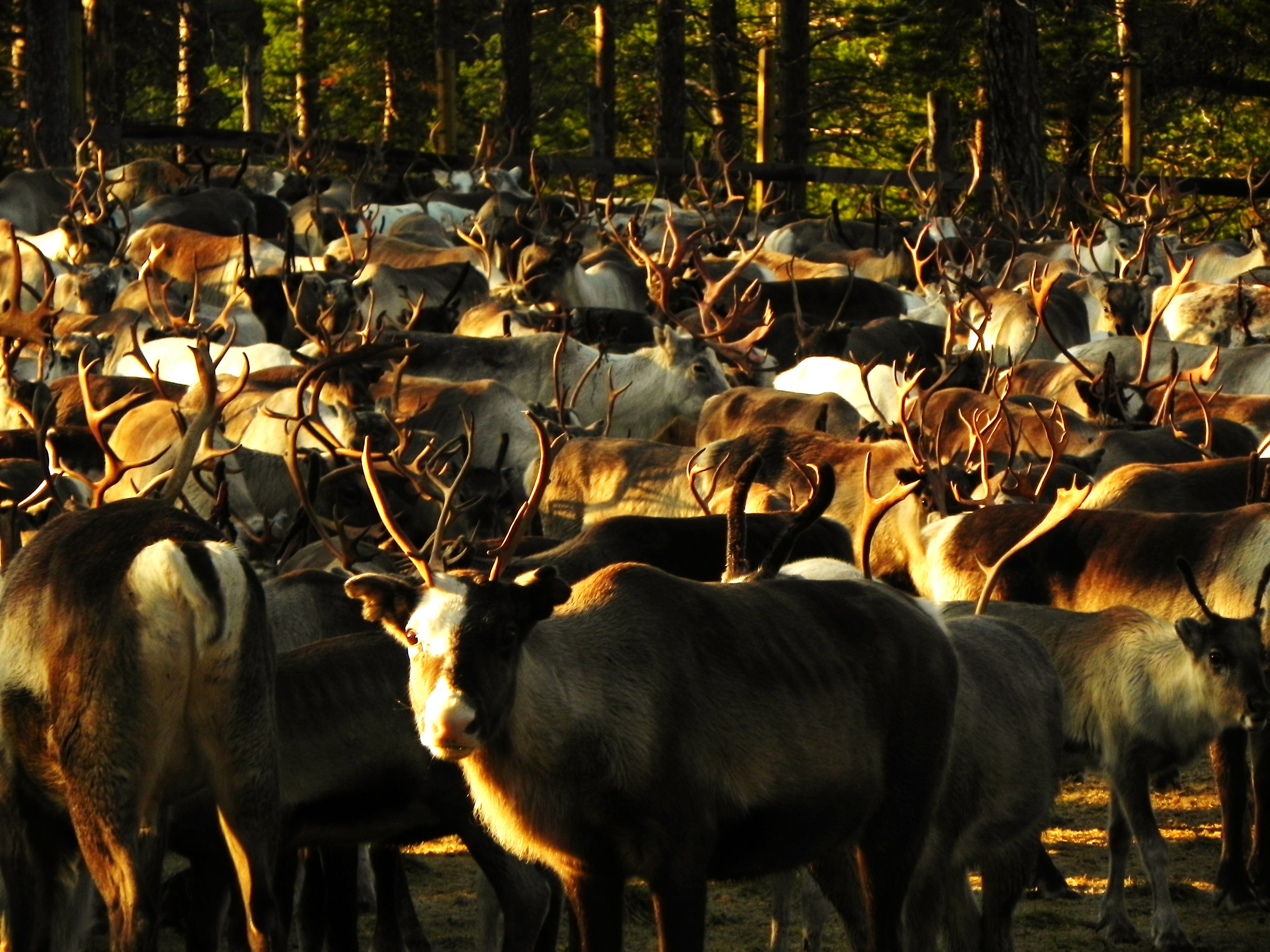 Reindeer grazing in the wilderness near Hetta