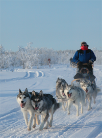 Dog sled crossing a frozen lake in Lapland