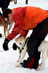 Trainee guide with a husky