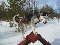 Husky on the agility trail challenge