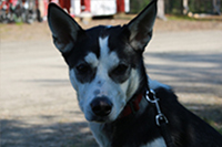 Indigo, a once-shy rescue now a leader-in-training
