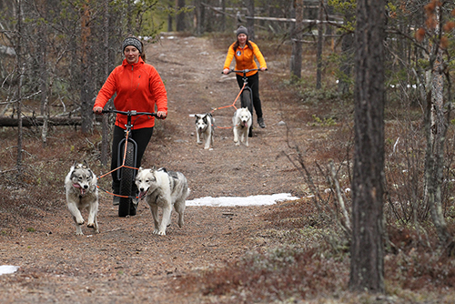 Fatmax kick-bike being pulled by a husky