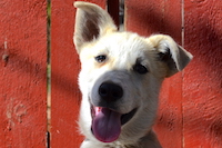 Sonic, a sponsored puppy in training