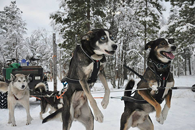 Two huskies, Much and Bernie, paired in a team