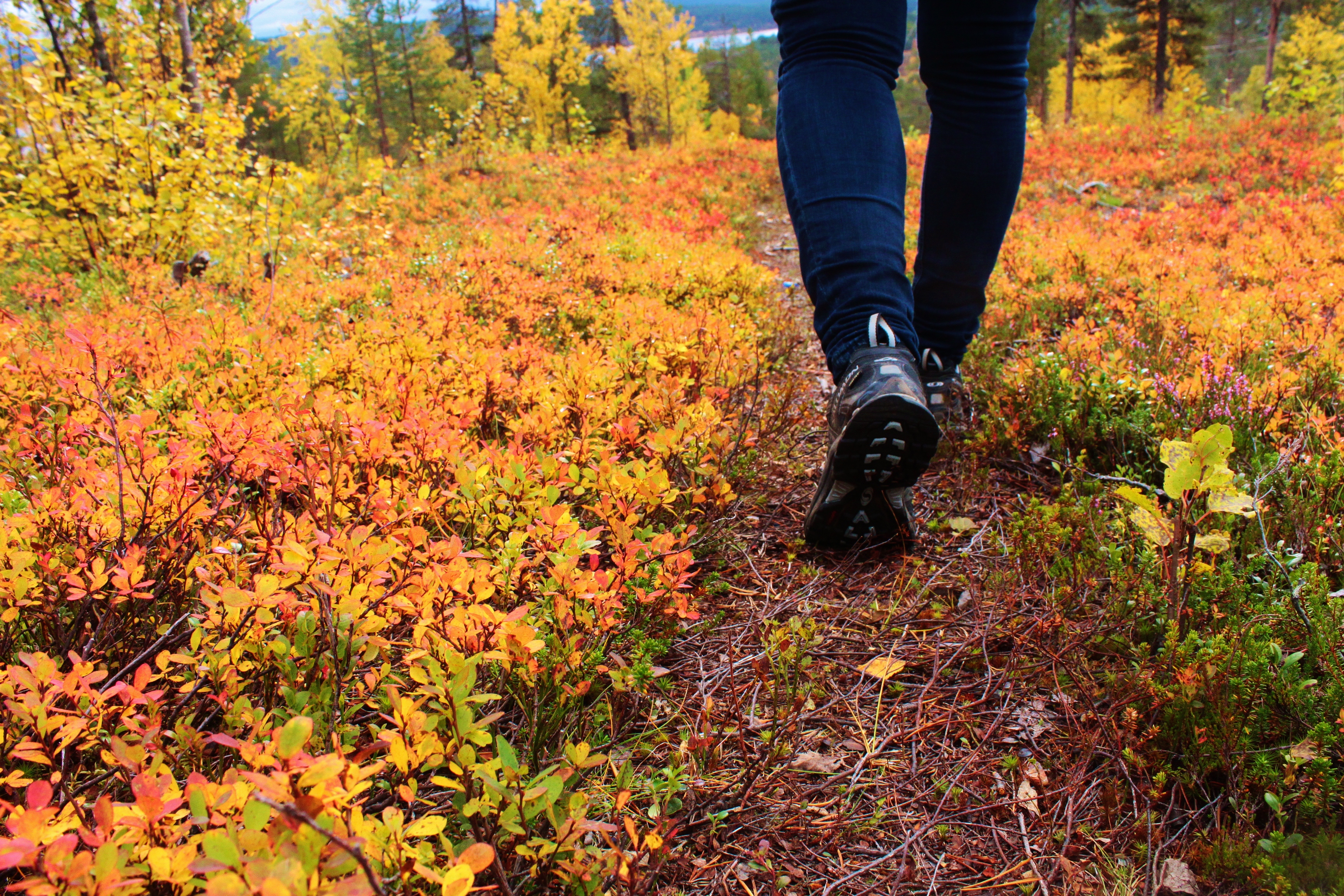 Lappish autumn landscape with rustic fall colours