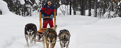 A Hetta Huskies guide working with the dogs