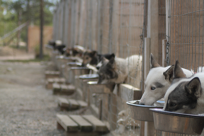 Dogs fed through feeding holes in the cages