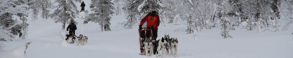 Snowy arctic forest on a safari route