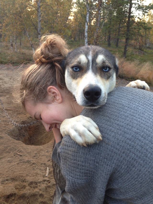 A husky at the kennels during a farm visit