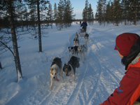 Winter taster ride with a dog team in the snow