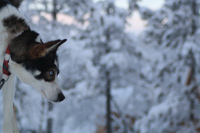 Arctic winter sports adventure