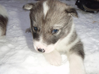 One of the farm huskies, Venus