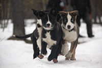 Husky puppies free-running on a forest path