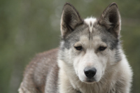 Bono, a quiet older sled dog ready for a sofa