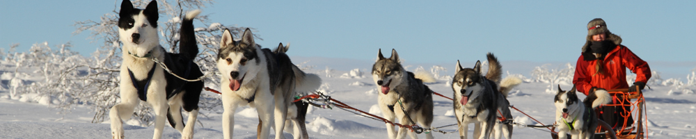 Hetta Huskies dog being cared for as part of the extended family