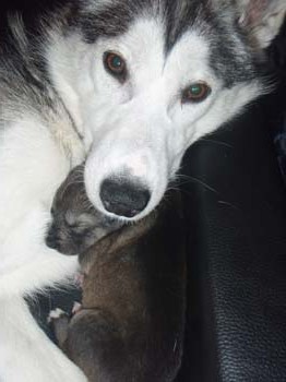 Behind the scenes at Hetta Huskies — a husky resting at the farm