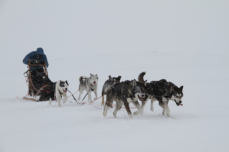 Dog team travelling through arctic landscape