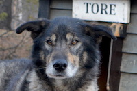 Tore, a senior dog still happy to run at 13