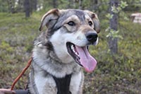 Amber, a gentle-giant working sled dog