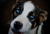 A husky enjoying a walk near the farm