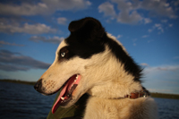 Diva, an almost-12-year-old retired lead dog with a strong work ethic