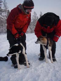 Guide harnessing a husky team