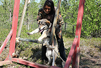 Visitor guiding a dog through the agility obstacles
