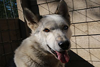 Kiri-Kiri, an experienced lead dog with hypothyroidism