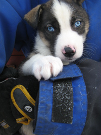 A boarding dog at the Hetta Huskies kennel