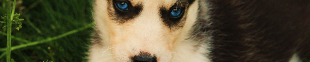 A husky puppy available for adoption