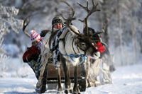 Feeding reindeer in the corral