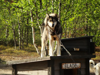 Sleigh and quad training during the 3-day camp