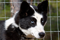 Tengri, a gentle old man on hypoallergenic food