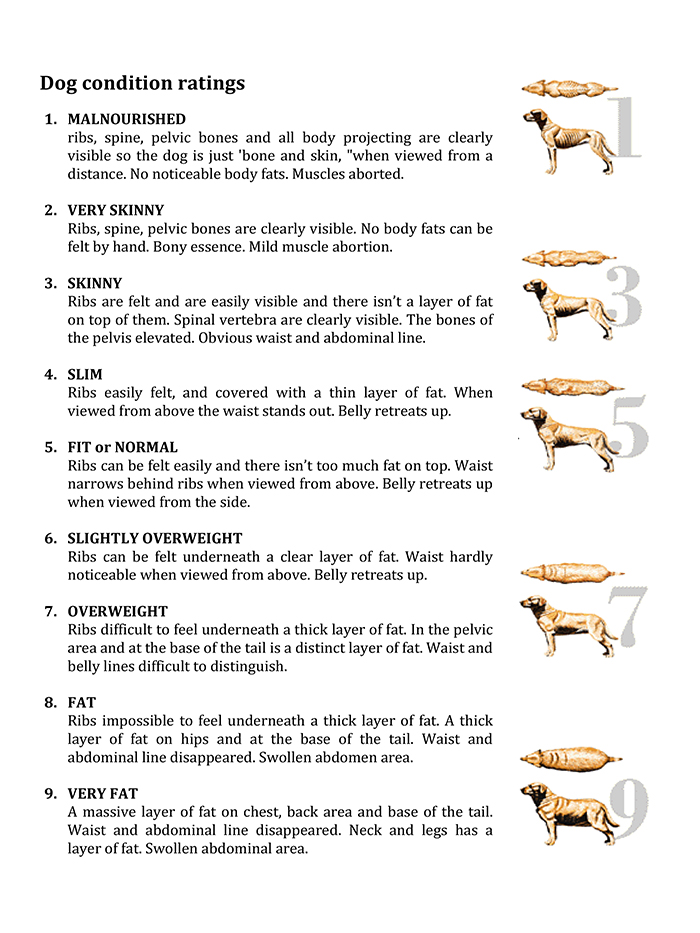 Nestle body condition scale from skinny to obese