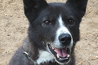 Vulpes, an older lead dog who enjoys shorter runs