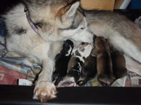 Visitor cuddling husky puppies
