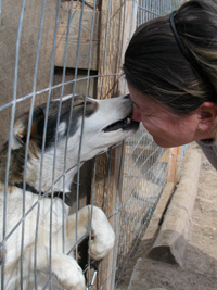 Visitors meeting and greeting the dogs at the farm