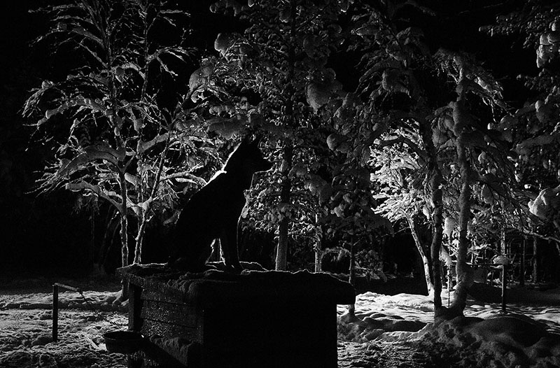Dogs being dogs around the farm
