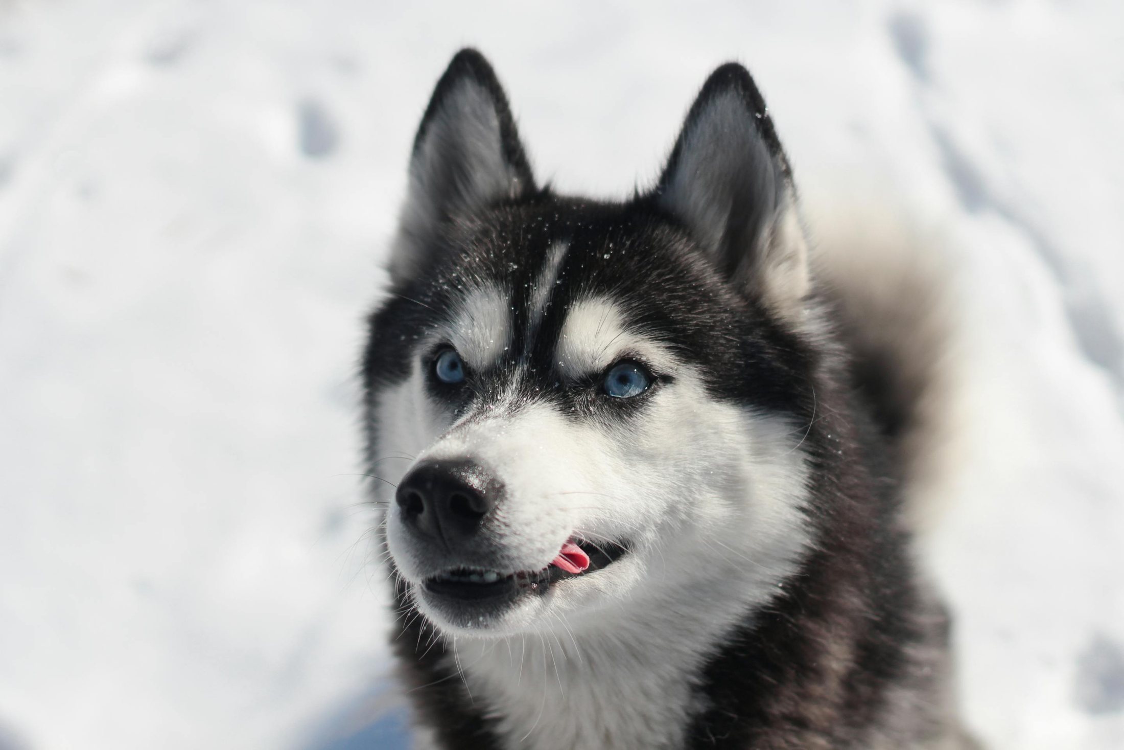 Husky Hiking