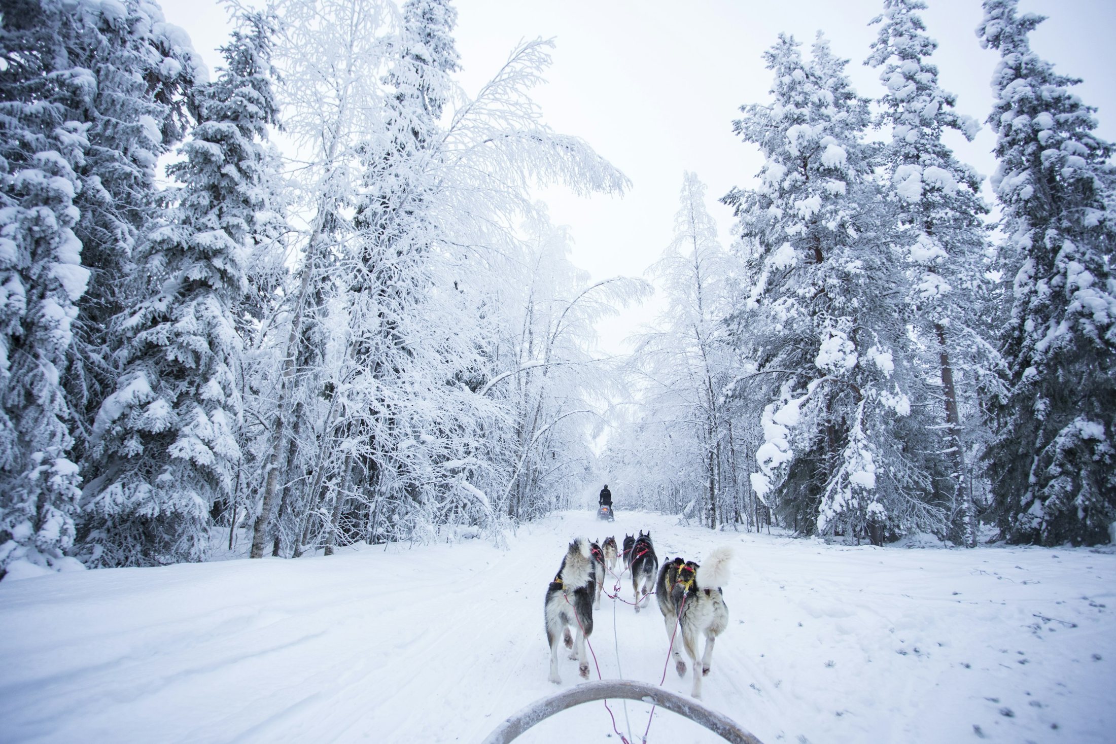 Husky Guide School