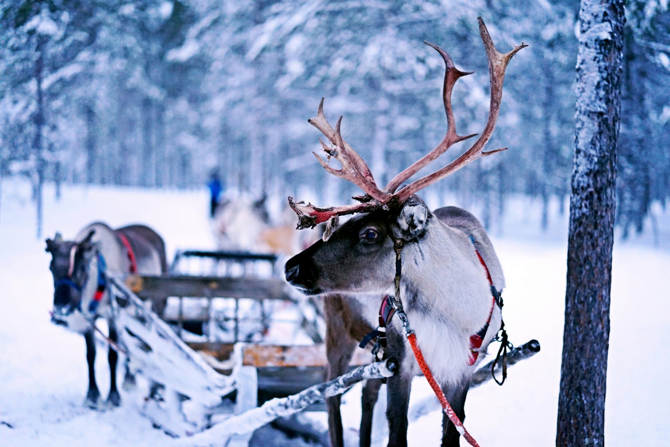 Enontekiö's National Park