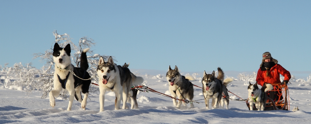 A husky team standing alert on the snow with their musher in a red parka, bright blue sky