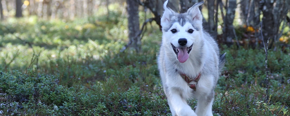 A husky relaxing in a green, snow-free summer foster setting